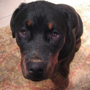 Meet your Posher, Renee